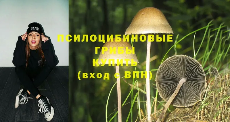 Галлюциногенные грибы Psilocybine cubensis  Болохово 